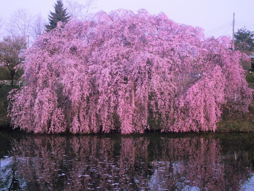 ยามายูริ โนะ ยาโดะ Hotel ฮานามากิ ภายนอก รูปภาพ